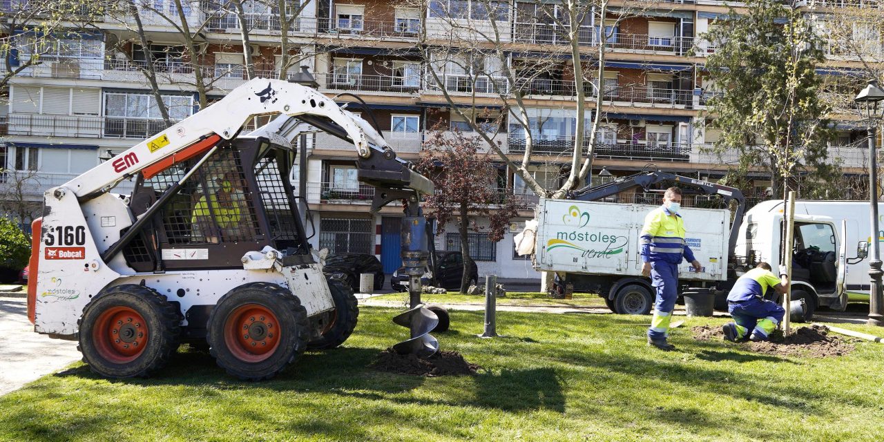 El Ayuntamiento de Móstoles comienza la replantación de los árboles dañados por el temporal Filomena
