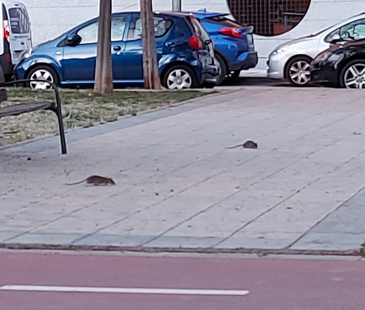 Los vecinos de la calle Orión denuncian la proliferación de ratas y la concejala de Derechos Sociales propone “contratar al flautista de Hamelín”