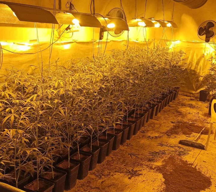 La Policía Local de Móstoles desmantela dos nuevas plantaciones de marihuana en Las Sabinas