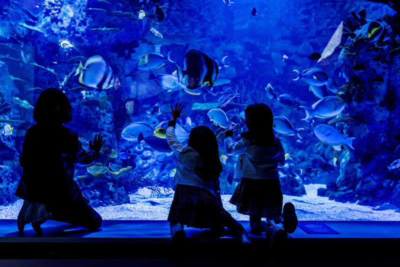 intu Xanadú invitar a una familia a dormir entre tiburones por el Día de la Madre