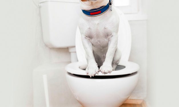 Móstoles lanza una campaña para concianciar sobre la recogida de heces caninas