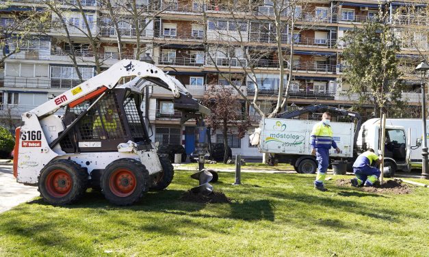 El Ayuntamiento de Móstoles comienza la replantación de los árboles dañados por el temporal Filomena