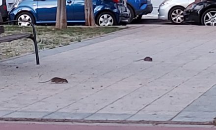 Los vecinos de la calle Orión denuncian la proliferación de ratas y la concejala de Derechos Sociales propone “contratar al flautista de Hamelín”