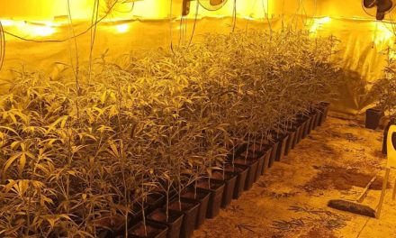 La Policía Local de Móstoles desmantela dos nuevas plantaciones de marihuana en Las Sabinas