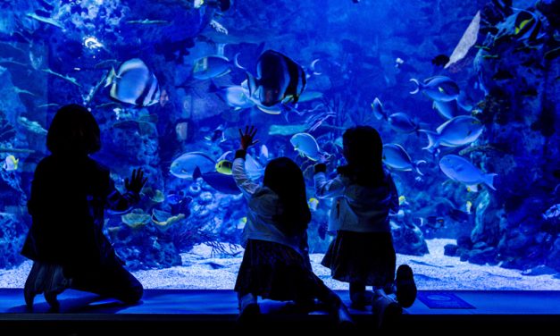intu Xanadú invitar a una familia a dormir entre tiburones por el Día de la Madre