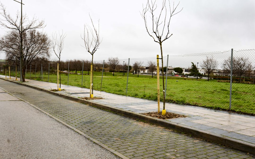Móstoles impulsa la plantación de más de un millar de árboles en el PAU-4 con una inversión de 165.000 euros