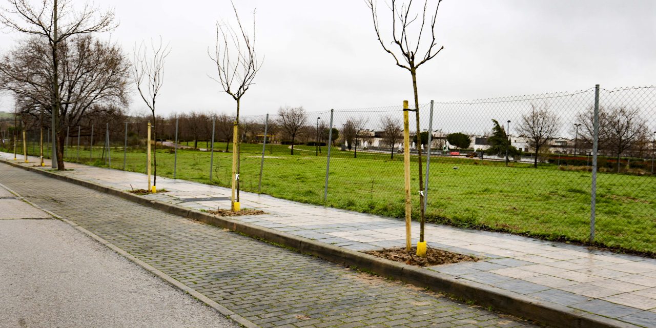 Móstoles impulsa la plantación de más de un millar de árboles en el PAU-4 con una inversión de 165.000 euros